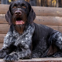 О породе дратхаар