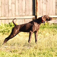 О породе курцхаар