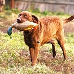 Дрессировка собак