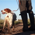 Натаска собак